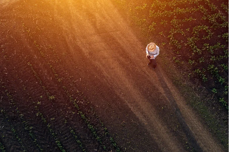 Overhead view of a grower walking a field at golden hour